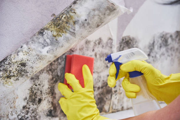 Why You Should Choose Our Mold Remediation Services in Oakland, OK